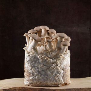 Odlingsblock Kungsmussling (Pleurotus eryngii)