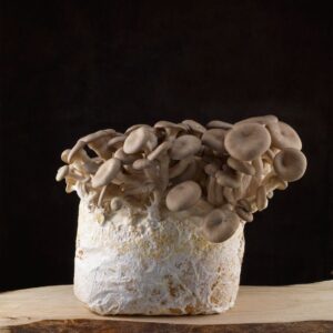 Odlingsblock Grå Ostronskivling (Pleurotus ostreatus)