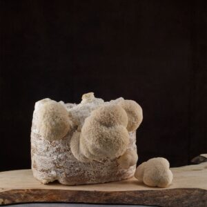 Odlingsblock Lions Mane (Hericium erinaceus)