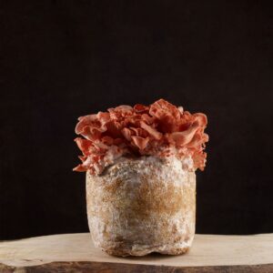 Odlingsblock Pink Oyster (Pleurotus djamor)