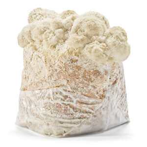 Odlingsblock Igelkottstaggsvamp (Hericium erinaceus)