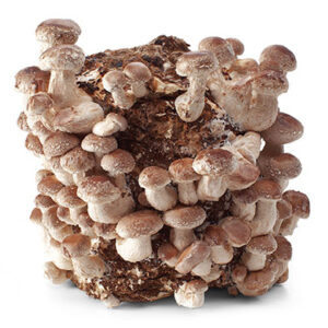 Odlingsblock Shiitake (Lentinula edodes)