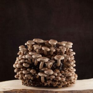 Odlingsblock Shiitake (Lentinula edodes)