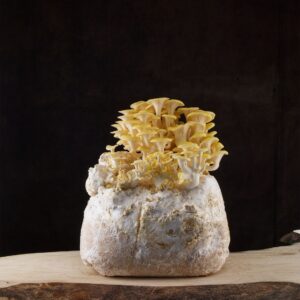 Odlingsblock Gul Ostronskivling (Pleurotus Citrinopileatus)