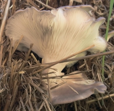 Fresh Fungi markodlingskit - Bild 3