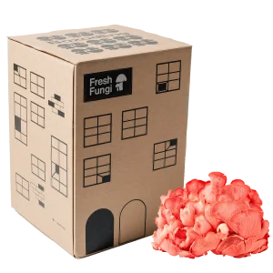 Boxodling av Pink Oyster
