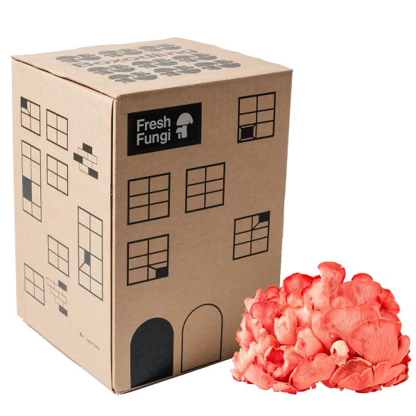Boxodling av Pink Oyster