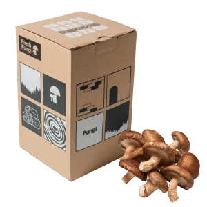 Stockodling av Shiitake