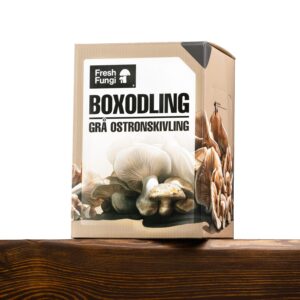 Boxodling av Grå Ostronskivling